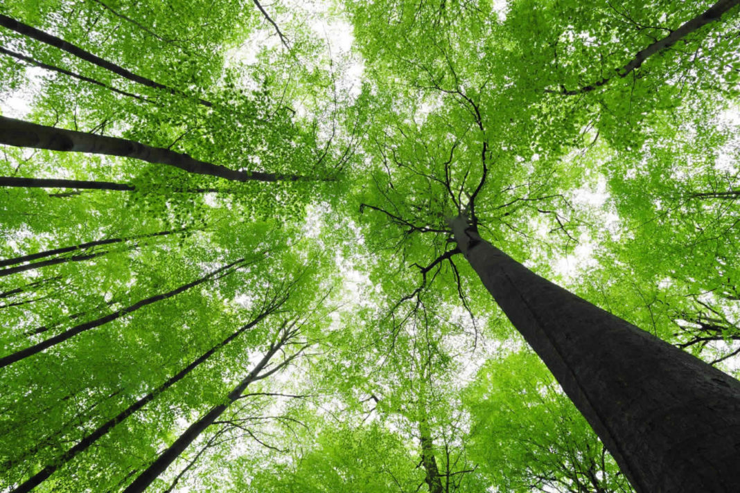 Παγκόσμια Ημέρα Δασοπονίας – Οι πράξεις είναι που μετράνε για την προστασία των δασών