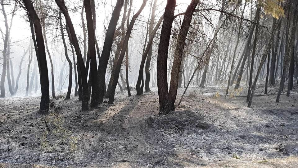 Η πυρκαγιά που έπληξε την περιοχή του Κουνουπελίου, κομμάτι του προστατευόμενου και μοναδικού δάσους της Στροφυλιάς στην Ηλεία, επαναφέρει στο προσκήνιο την πρόταση των Οικολόγων Πράσινων για επέκταση της αντιπυρικής περιόδου, […]