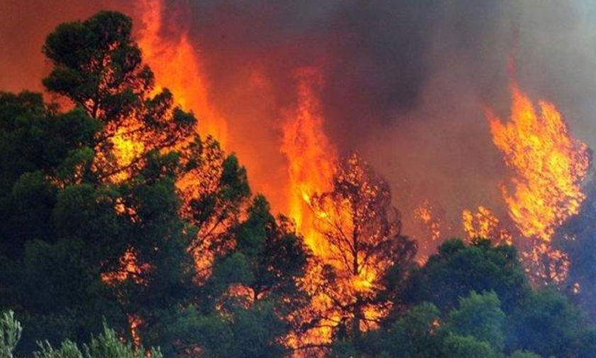 H ΟΙΚΟΛΟΓΙΚΗ ΔΥΤΙΚΗ ΕΛΛΑΔΑ για την πυρκαγιά στο Kουνουπέλι του Eθνικού Πάρκου της Στροφυλλιάς