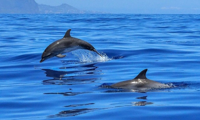 Το τελευταίο διάστημα ξεβράζονται νεκρά δελφίνια και μεσογειακές φώκιες σε ακτές νησιών του Αιγαίου, με εμφανή τα σημάδια της κακοποίησης από ανθρώπινο χέρι. Οι Οικολόγοι ΠΡΑΣΙΝΟΙ είμαστε σαφώς ενάντια και καταδικάζουμε απερίφραστα […]