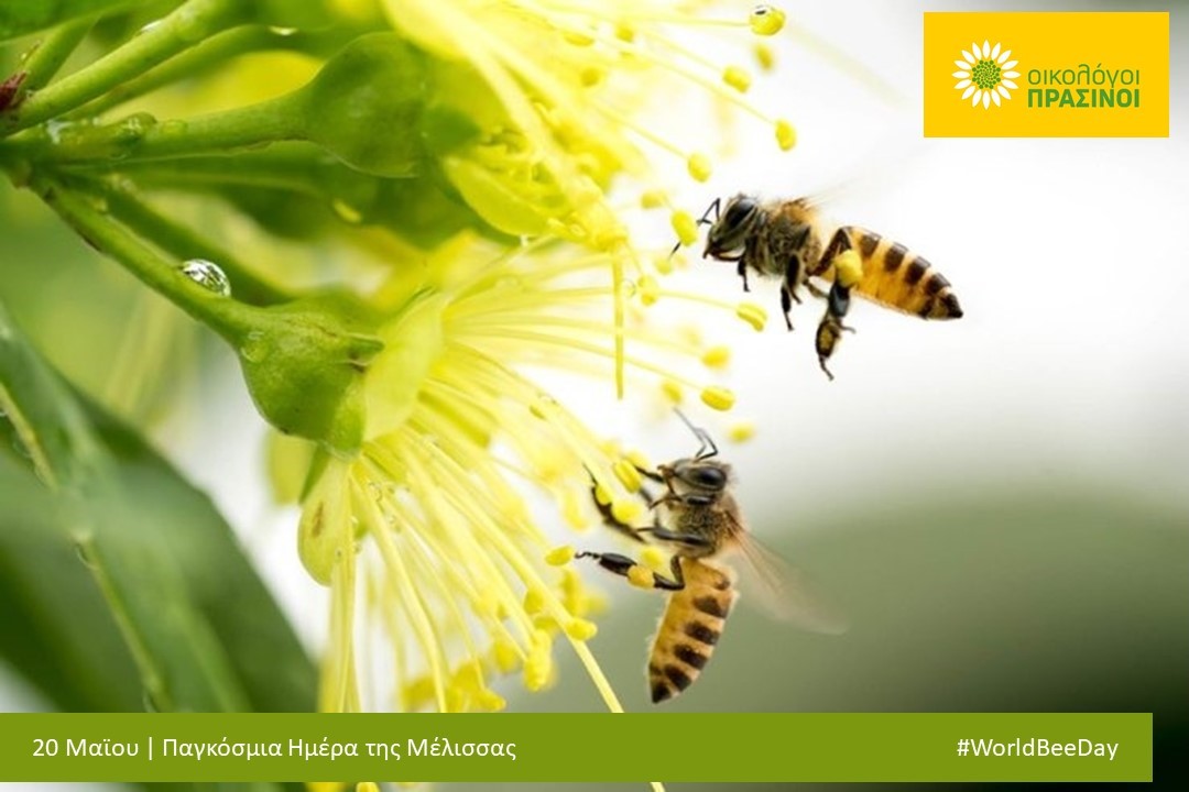 Σήμερα είναι η παγκόσμια ημέρα της μέλισσας. Πόσοι γνωρίζουμε όμως τον κρίσιμο ρόλο που διαδραματίζουν οι μέλισσες, και άλλα έντομα επικονιαστές, στην προστασία της βιοποικιλότητας και της γεωργίας; Οι εντατικές […]