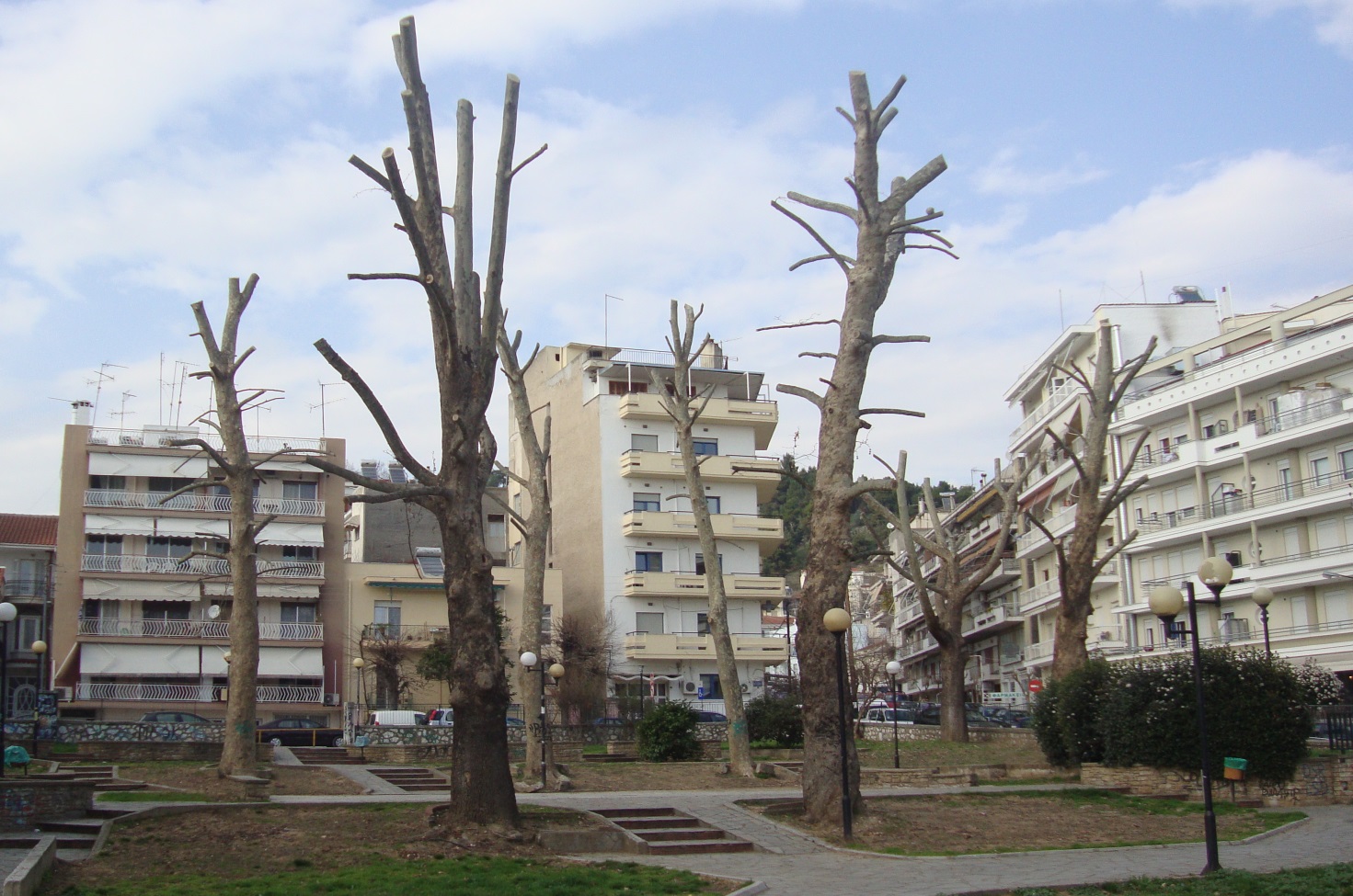 Βαθύ κλάδεμα δέντρων: Αδιαφορία ή αμάθεια η κατακρεούργηση των δέντρων στις πόλεις και τα χωριά μας;