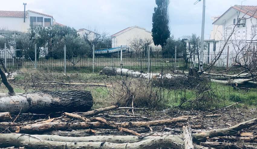 Τι συμβαίνει με την αυθαίρετη κοπή δέντρων στο Δήμο Αβδήρων Ξάνθης;