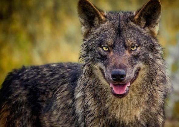 Το πρόσφατο περιστατικό επίθεσης λύκου κατά ενός οικόσιτου σκύλου, απασχόλησε εντόνως την κοινωνία και τα ΜΜΕ και αποτέλεσε αφορμή να ακουστούν για  ακόμη μια φορά δεκάδες αβάσιμα επιχειρήματα ενάντια στην […]